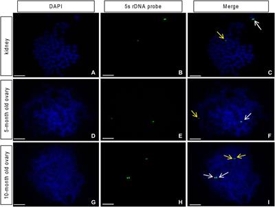Formation of the synaptonemal complex in a gynogenetic allodiploid hybrid fish